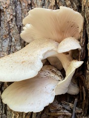 Pleurotus