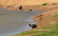 Fulica cristata
