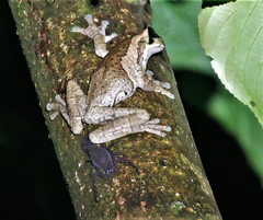 Trachycephalus vermiculatus