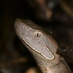 Agkistrodon laticinctus