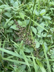 Scleria terrestris