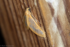 Eubaphe helveta