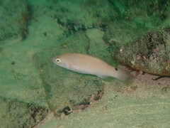 Ctenolabrus rupestris