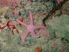 Henricia oculata