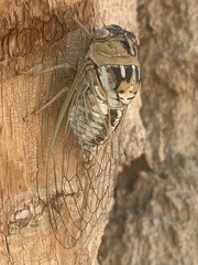 Megatibicen dealbatus