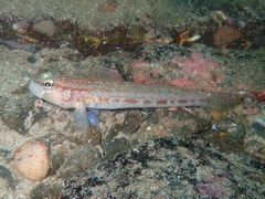 Gobius gasteveni