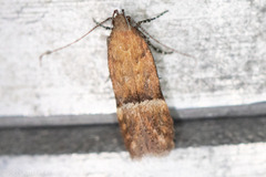 Eudactylota iobapta