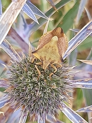 Carpocoris