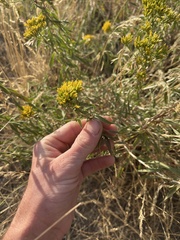 Chrysothamnus viscidiflorus