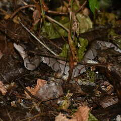 Agkistrodon laticinctus