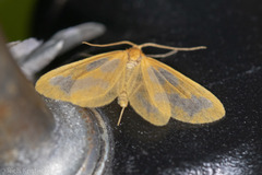 Eubaphe helveta