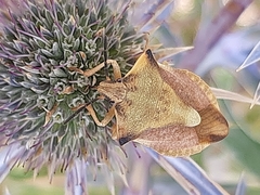 Carpocoris
