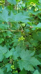 Ribes spicatum