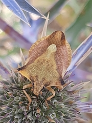 Carpocoris