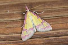 Choristostigma roseopennalis