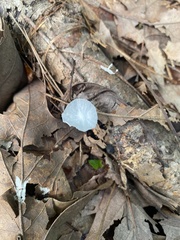 Tetrapyrgos nigripes