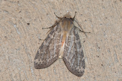 Pseudohemihyalea labecula