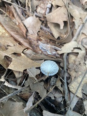 Tetrapyrgos nigripes