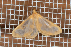 Eubaphe helveta