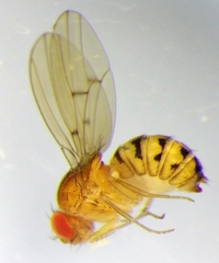 Drosophila phalerata