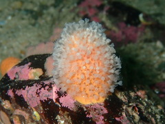 Alcyonium digitatum