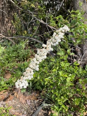 Spiraea prunifolia