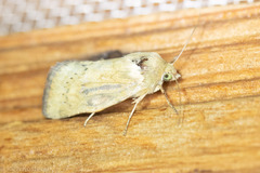 Heliocheilus paradoxus