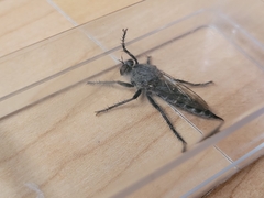 Machimus intermedius