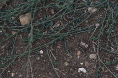 Polygonum arenastrum