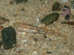Pomatoschistus pictus