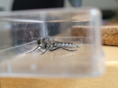 Machimus intermedius