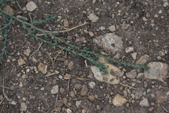 Polygonum arenastrum