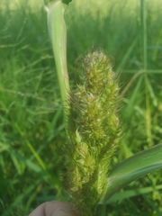 Echinochloa muricata