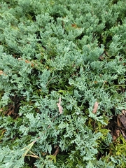 Juniperus horizontalis