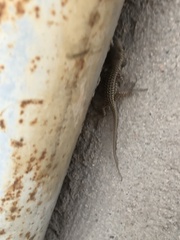 Podarcis siculus