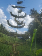 Echinochloa muricata
