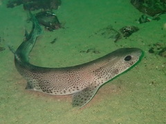 Scyliorhinus canicula