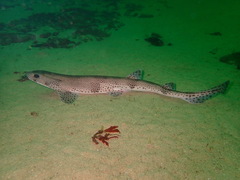 Scyliorhinus canicula