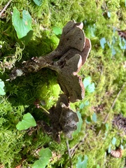 Sarcodon stereosarcinon