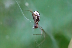 Frontinella pyramitela