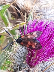 Zygaena
