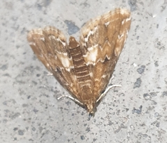 Elophila turbata