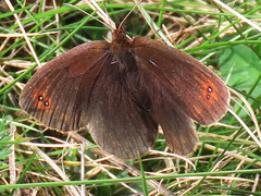 Erebia pronoe