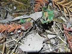 Velarifictorus micado