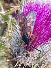 Zygaena