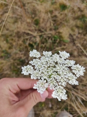 Daucus