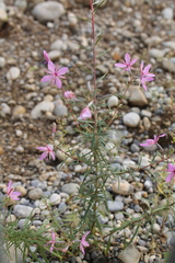 Chamaenerion dodonaei