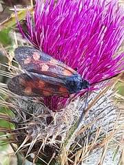 Zygaena