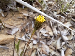 Haplopappus donianus