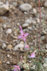 Chamaenerion dodonaei